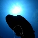 wrasse_napoleon_bc_v_0267_pal2340.jpg
